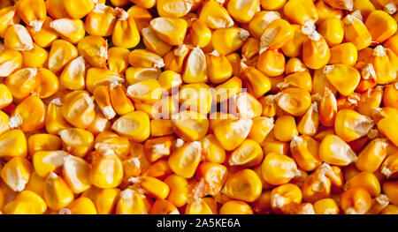 Close up of corn grains background texture. Stock Photo