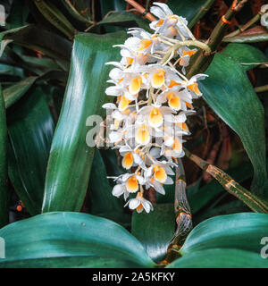 Beautiful blooming orchid in the rainforest in the covered park the Orchideeën Hoeve in The Netherlands Stock Photo