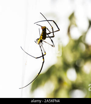 Exotic Spider in Thailand Stock Photo