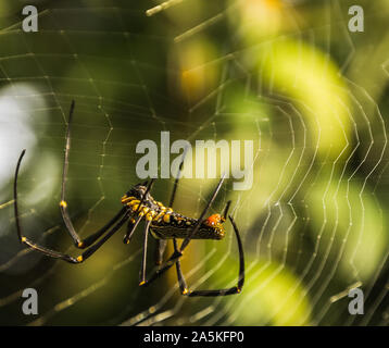 Exotic Spider in Thailand Stock Photo