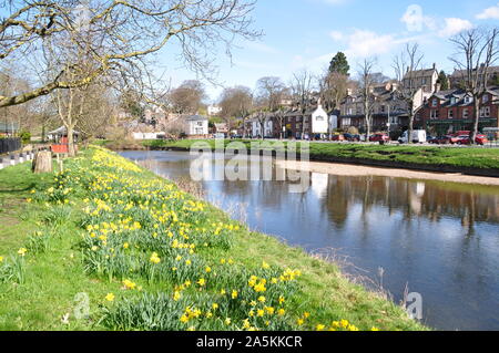 Daffolis by the river Eden, Appleby , Cumbria Stock Photo