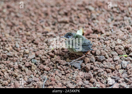 common blackbird chick (Turdus merula cabrerae), on red lava stones surface Stock Photo