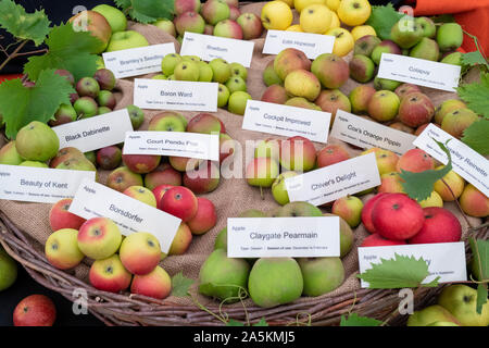 Autumn apple variety display at an Autumn show. England Stock Photo