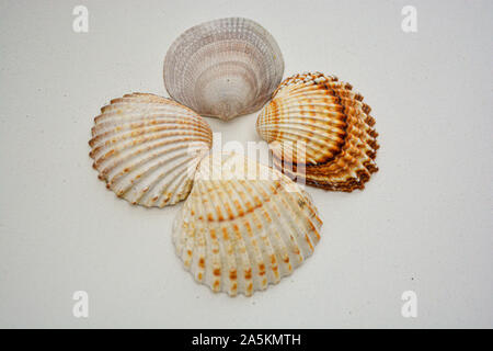 Four common cockle shells arranged in a flower shape, isolated on white background Stock Photo
