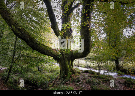 An old Beech Tree Fagus sylvatica in the ancient woodland of Draynes Wood in Cornwall. Stock Photo