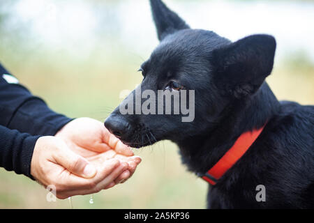 Portrait of Black German shepherd drinking water from hand. Animal. Stock Photo