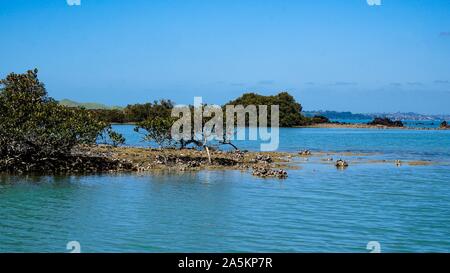 Rangitoto Island (Scenic Reserve) nearby Auckland, in New Zealand Stock Photo