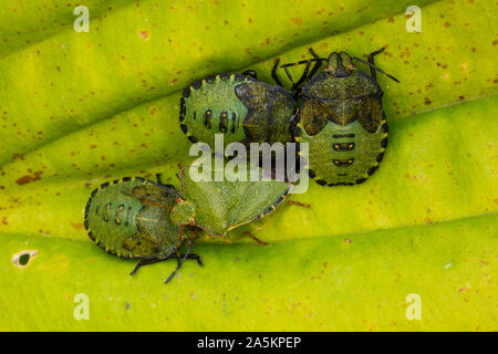 green shield bug , Palomena prasina, Northern Ireland, Castlewellan forest park Stock Photo