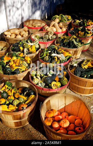 Baskets of Squash, Gourds, and Pumpkins. Stock Photo