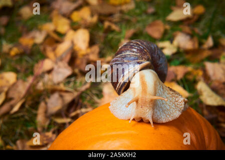Snail crawling on a pumpkin. Selective focus Stock Photo