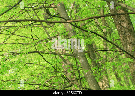 trees in forest in spring time Stock Photo