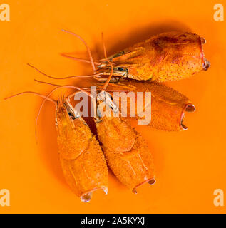 Fresh boiled red crayfish, isolated on orange background. Only shells. Top view. Large claw close-up, selective focus. Beer snack. Lobster. Stock Photo