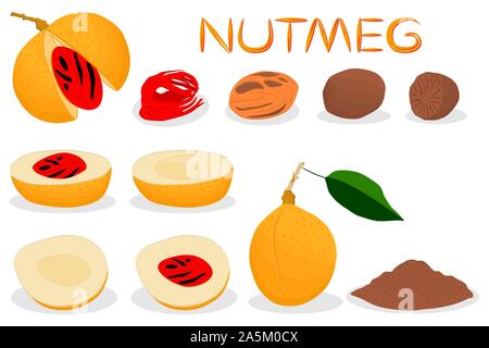 Illustration on theme big set different types spice nutmeg, nuts various size. Nutmeg pattern consisting of collection natural nut spice for organic n Stock Vector
