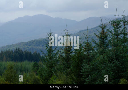 Pine forest in the mountainous landscape of the Trossachs in the southern part of the Scottish Highlands of Scotland UK Stock Photo
