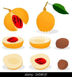 Illustration on theme big set different types spice nutmeg, nuts various size. Nutmeg pattern consisting of collection natural nut spice for organic n Stock Vector