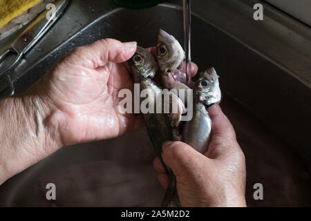 older woman's hands washing a horse mackerel Stock Photo