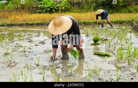 Local man planting paddy rice in a rice field, Living Land Farm project, Luang Prabang, Laos Stock Photo