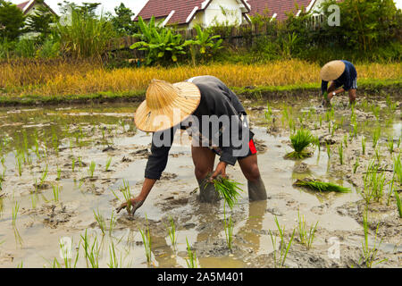 Local man planting paddy rice in a rice field, Living Land Farm project, Luang Prabang, Laos Stock Photo