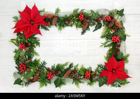 Poinsettia flower background border with holly, mistletoe and winter flora on rustic white wood background. Traditional Thanksgiving or Xmas theme. Stock Photo