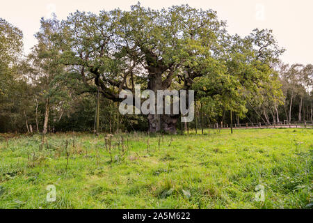 The great oak in sherwod forest Nottinghamshire Stock Photo