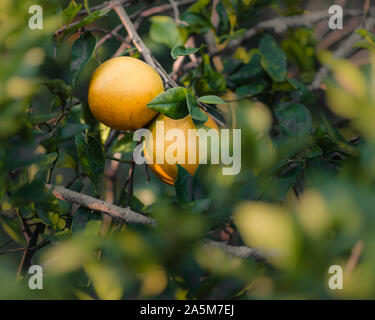 Oranges on orange tree in Florida Stock Photo