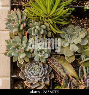 Succulents growing together in square planter Stock Photo