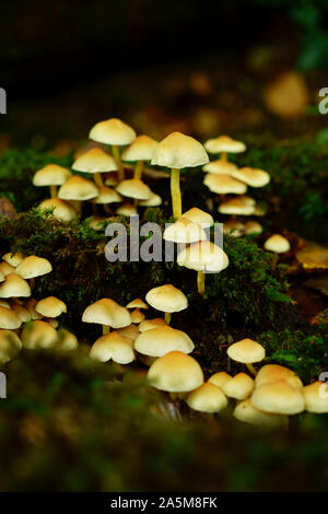 Sulpher tuft fungi Hypholoma fasciculare growing on a moss covered tree stump. Stock Photo