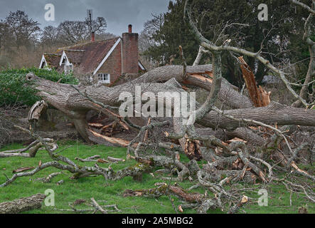Large fallen old oak tree after a storm Stock Photo