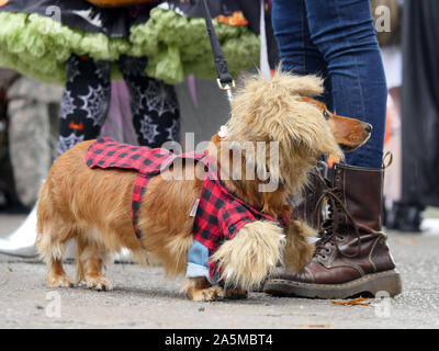 New York, New York, USA. 20th Oct, 2019. Canine cavalcade at the NYC Tompkins Square annual Dog Halloween Parade. Dozens of dogs in costume brought smiles to hundreds of spectators under rainy skies in East River Park. Credit: Milo Hess/ZUMA Wire/Alamy Live News Stock Photo