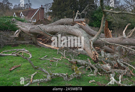 Large fallen old oak tree after a storm Stock Photo