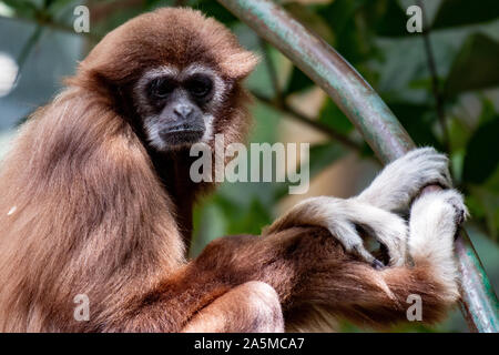 Gibbon monkey. Hanging on three. endangered species Stock Photo