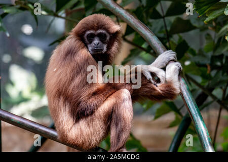 Gibbon monkey. Hanging on three. endangered species Stock Photo