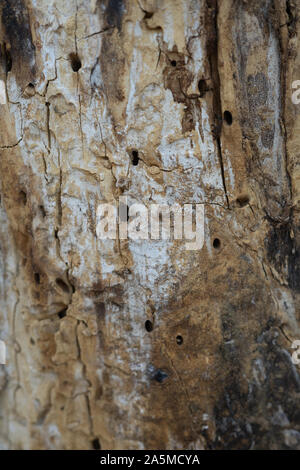 A rotten tree trunk with wormholes. Creative vintage background. The structure of natural wood Stock Photo