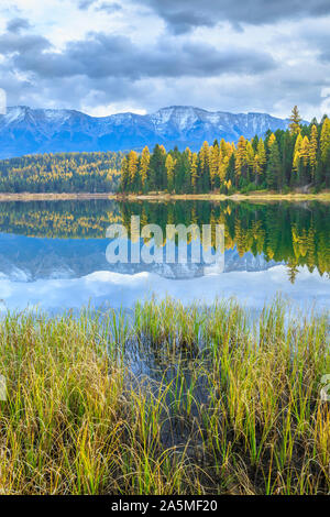 larch in fall color along rainy lake below the swan range in western montana Stock Photo