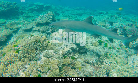 close up of a white tipped shark on a reef at heron island Stock Photo