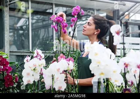 Young Woman Working As Florist In Flower Shop Stock Photo