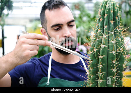 Expert Man At Work In Greenhouse With Cactus Stock Photo