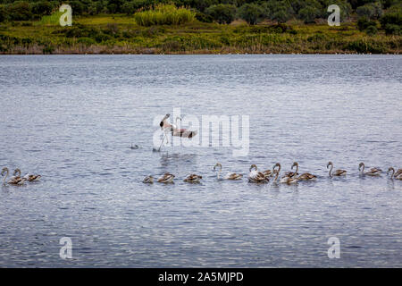 Flamingos resting on Lake Korission, Corfu, Greece Stock Photo