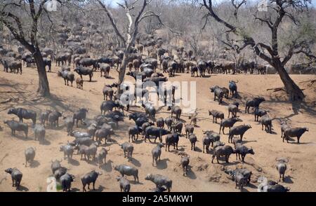 Massive heard of African Cape buffalo moving up a dry dusty riverbank in Kruger National Park Stock Photo