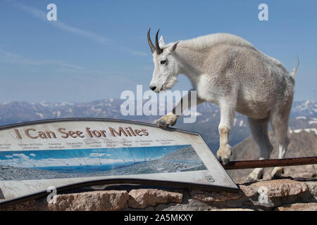Mountain Goat (Oreamnos americanus) posing by the 'I Can See for Miles' sign, Mount Evans, Colorado Stock Photo