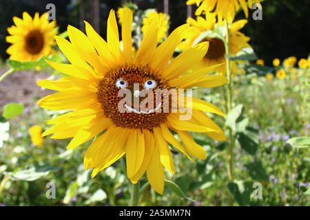 The Picture Shows A Funny Sunflower With A Face Stock Photo Alamy