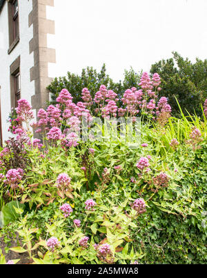 Pink Centranthus ruber growing on a banking in summer.  A summer flowering perennial that is fully hardy and ideal for a heabaceous border Stock Photo