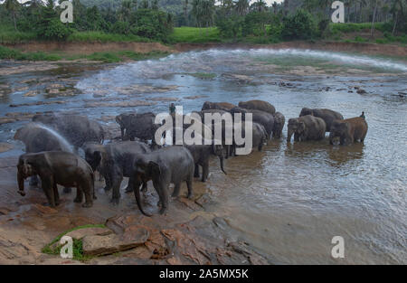 Pinnawala/ Sri Lanka: AUGUST 03- 2019: Asian elephants walking  in a river near the village of Pinnawala. Here is a nursery and captive breeding groun Stock Photo