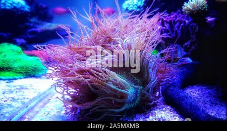 Wonder elegance coral - Catalaphyllia jardinei Stock Photo