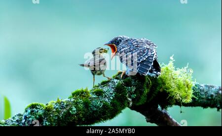 Chongqing, China. 25th Aug, 2019. Chongqing, CHINA-On August 25, 2019, a yellow-bellied warbler fed young cuckoo birds in Jinfu Mountain Scenic spot, Nanchuan District, Chongqing City. Credit: SIPA Asia/ZUMA Wire/Alamy Features Stock Photo