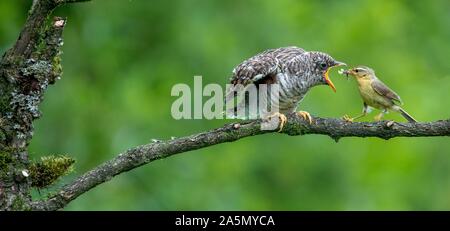 Chongqing, China. 25th Aug, 2019. Chongqing, CHINA-On August 25, 2019, a yellow-bellied warbler fed young cuckoo birds in Jinfu Mountain Scenic spot, Nanchuan District, Chongqing City. Credit: SIPA Asia/ZUMA Wire/Alamy Features Stock Photo