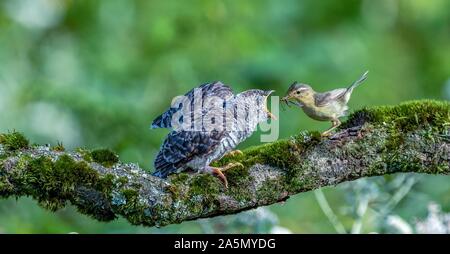 Chongqing, China. 25th Aug, 2019. Chongqing, CHINA-On August 25, 2019, a yellow-bellied warbler fed young cuckoo birds in Jinfu Mountain Scenic spot, Nanchuan District, Chongqing City. Credit: SIPA Asia/ZUMA Wire/Alamy Features Stock Photo