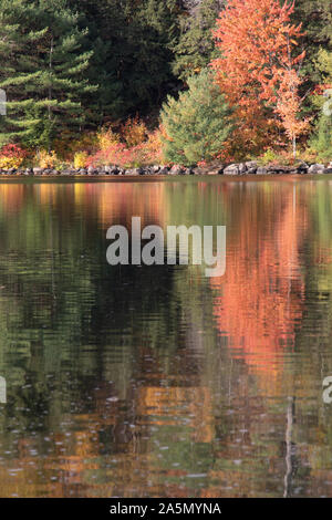 Shiny reflections of autumn colours at a peaceful lake in Ontario