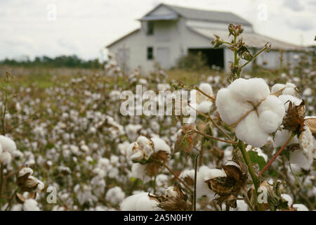 Close-up of a cotton boll with cotton field and barn in the background Stock Photo