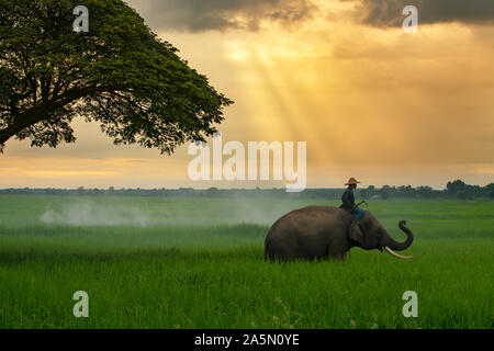 Thailand, the mahout, and elephant in the green rice field during the sunrise landscape view Stock Photo